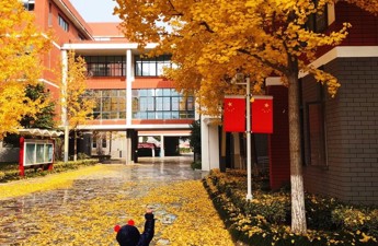 校园的银杏